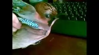 Птица Сойка 12022011