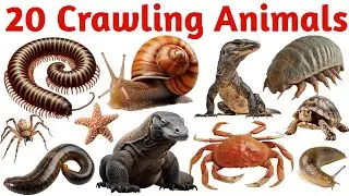 Crawling Animals for Kids | Kids 20 Crawling Animals Learning | Hindi Educational Video