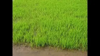 Primitive Technology: Farming techniques, sowing method of paddy - Part 3