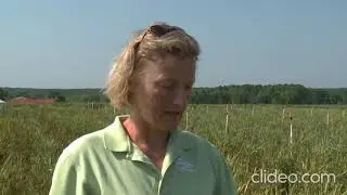 Identification and management of Leaf Rust in soft red winter wheat (rus sub)
