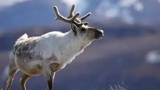 In Mongolia's frozen forests, reindeer herders preserve their way of life.