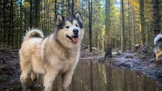 WE TOOK OUR DOGS ON HOLIDAY | LANDAL DARWIN FOREST | GIFTED STAY