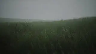 Windy Fields: Calm Ambient Sounds for a Peaceful Mind