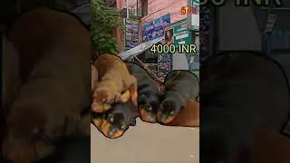 low Price pets in Kolathur Sunday market | #shortsfeed #shorts