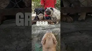 Bully vs Pug vs Rottweiler👹   #amanandbully #rottweiler #pug