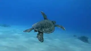 Океан /  Blu Ocean