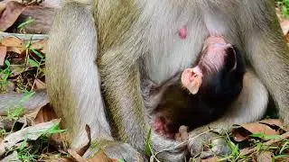 New Daily Update On Baby Monkey Daily