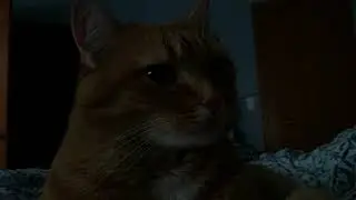 Morning Cuddles with Toby the Cat [ASMR]
