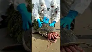 Mysterious creature discovered by hazmat team ☣️ #creature #discovery