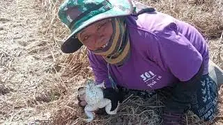 ป๊าดวันนี้หมานกว่าทุกวันเลย #กบไง #กบเบ้า 15 มกราคม 2026