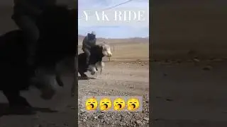 Yak RIDE #animals #yak #ride #shorts #TDVIDEO
