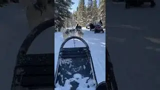 Dog Sledding with Good Times Adventures in Breckenridge
