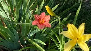 Garden Galore#garden #gardening #naturebeauty #nature #gardenplants #gardeningideas #plants #flowers