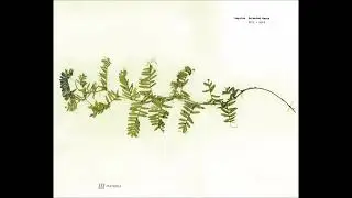 ANGELES - Selected Works 2015-2016 [2016 / Full Album]