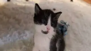 Kitten Academy is live!
