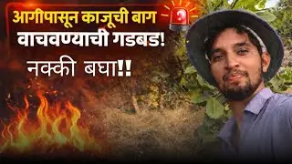 आगीपासून काजूची बाग वाचवण्याची गडबड! नक्की बघा
