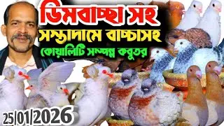 ডিমবাচ্ছা,সহ,আজ,টপ,কোয়ালিটি,কবুতর,বিক্রি,বোম্বাই,সাটিন,শোকিং,বিউটি,রেসার,কবুতর