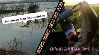 Mancing Casting Ikan Gabus Babon Di Waduk Gajah Mungkur Wonogiri | Spot Idaman Castinger Ikan Gabus