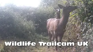 Red deer with a fawn! Trail camera Thursday