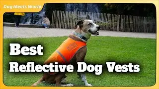 6 Best Reflective Dog Vests