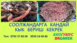 БИОГУМУС СООЛЖАНДАРГА КАНДАЙ КЫК БЕРИЛЕТ
