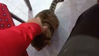 Dosdumuzun piwiyi mene deymeye gelib