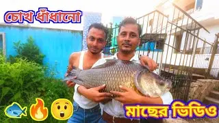 👉 পুকুরে বড় মাছের অবিশ্বাস্য দৃশ্য | Big Fish in Pond