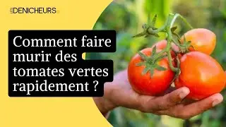 ❓ Comment faire murir des tomates vertes rapidement ? 🍅