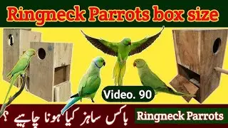 Ringneck Parrot Breeding Box Size | Indian Ringneck Nest Box Dimensions | Complete Guide