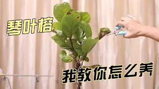 琴叶榕怎么养？园艺师教你，琴叶榕的详细养护技巧