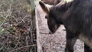 Das Zaun L&uuml;cken St&ouml;ckchen Spiel oder wie man Gro&szlig;esel besch&auml;ftigen kann