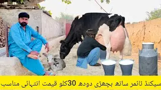 Cholistani friesian cross cow | cholstani frizan cross cow | online cow milking | 30 January 2026