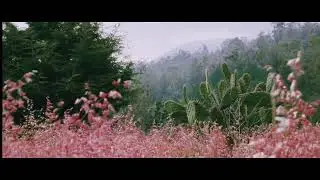 Look cinema and belgian malinois