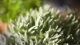 bellaflora - Kraeuter