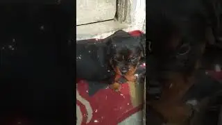Щенки ротвейлера в Мумбаи и по всей Махараштре с доставкой 📞9045191891