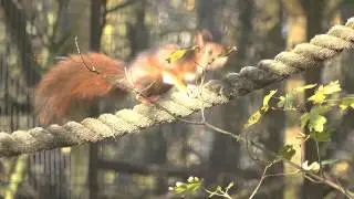 Red squirrel release on Mersea Island