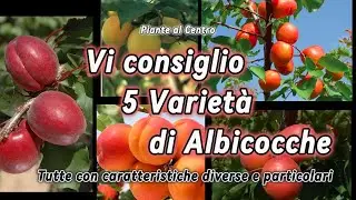 5 varietà di albicocco da piantare: Tutte con caratteristiche diverse