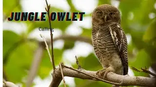 Jungle Owlet - Calling