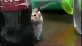Funny angry hamster -  Do not make cute hamster angry