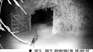 Pestbye cat repeller before and after