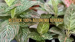 100% Barang Terbaru Spesial Weekend Wajib Diborong
