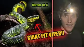 I found my DREAM SNAKE in the mountains of Borneo!!!