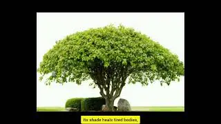 Save tree save life🙏🌴🌴