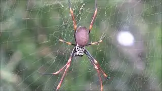 The Golden Orb-Weaver Spider - Nature’s Silent Architect in Australia
