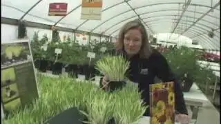 Spring Trials - Thompson & Morgan Cat Grass
