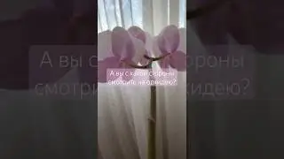 #цветочнаяклептомания #орхидеяцветет #orchidlovers #orchidcollection #комнатныерастения #цветы