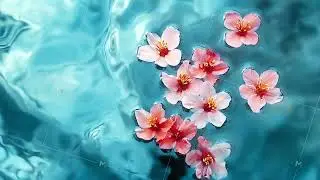 gentle pink coral flowers floating in water surface cg animation abstract background