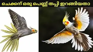 കിരീടമുള്ള കിളി / Cockatiel #cockatiel #bird #birdcare #cockatiels #lutinocockatiel #birdcage #care 
