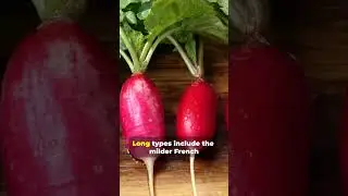 The Ultimate Guide in selection of Radishes.