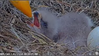 AEF NEFL Eagles ~ Gabby Brings A HUGE Fish & Feeds NE31 &hearts; Beau Brings Prey Adding To Pantry 1.21.25